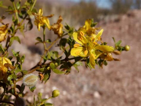 Larrea tridentata | EcoRestore Portal