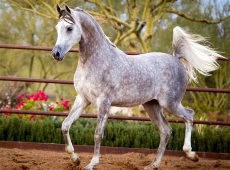 The Arabian Horse - Breed Profile 2022 (with Photos) – ProHorse