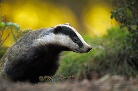 Badger - Animal Portraits British Wildlife Photography Awards - Tony Moss Wildlife Photographer