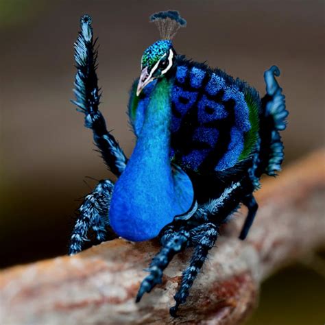 Peacock Spider : r/HybridAnimals