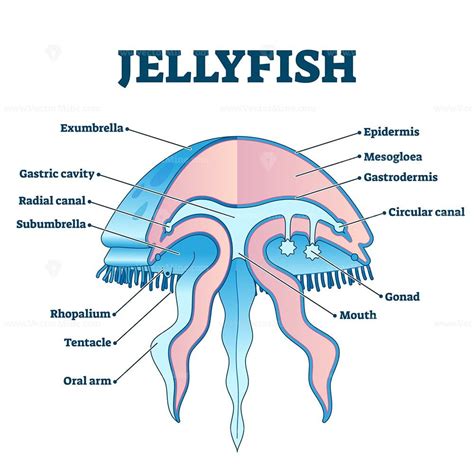 Jellyfish Labeled Diagram