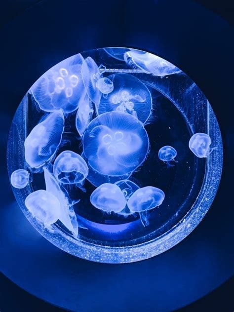 How Dangerous is a Moon Jellyfish Sting - Icy Health