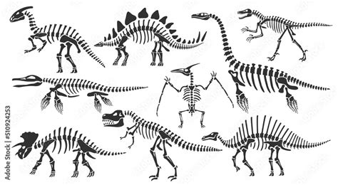 Dinosaur skeletons. Dino bones, stegosaurus fossil and tyrannosaurus ...