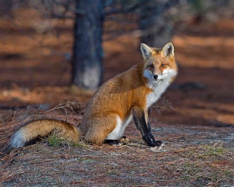 This rare and elusive Calif. mammal survived the Dixie Fire, sierra ...