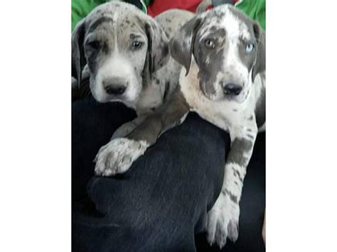 We have Great Dane Puppies for sale San Antonio - Puppies for Sale Near Me