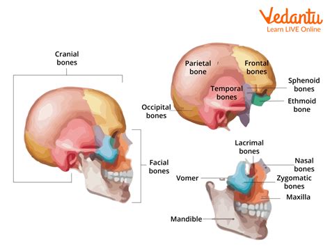 Skeletal System Skull Diagram