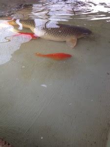 Hybrid carp breeding - Freshwater Fish Company