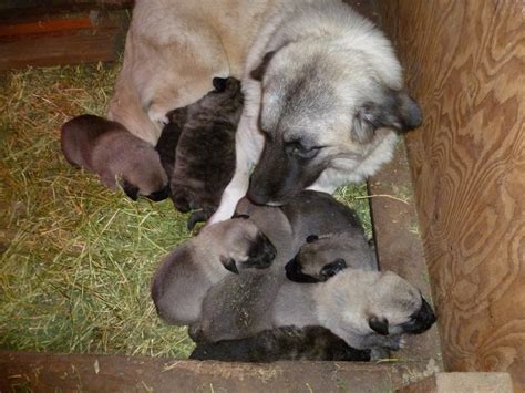 Shepherds Rest Farm: Anatolian Shepherd Puppies 3 Weeks Old