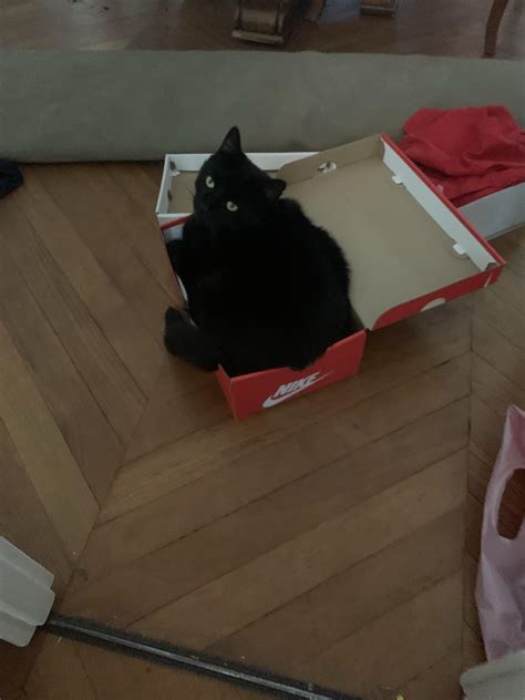 Cat in a shoe box : r/cats