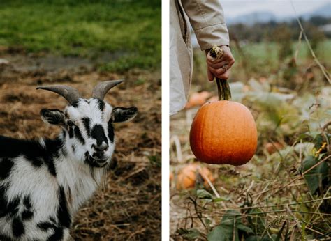 Autumn Harvest Dinner on the Circle Farm Tour - The Fraser Valley