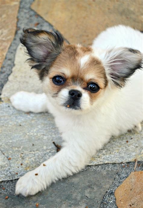 shih tzu long hair chihuahua mix for sale - Peggie Dunning