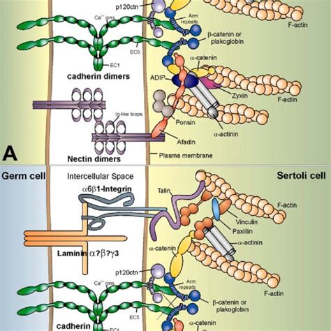 Dissection of adherens junctions. (A) In epithelia, three different... | Download Scientific Diagram