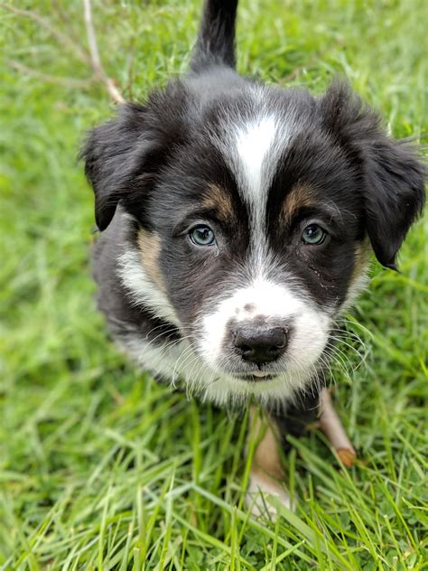 Meet Samwise the border collie mix, here 7 weeks old. : aww