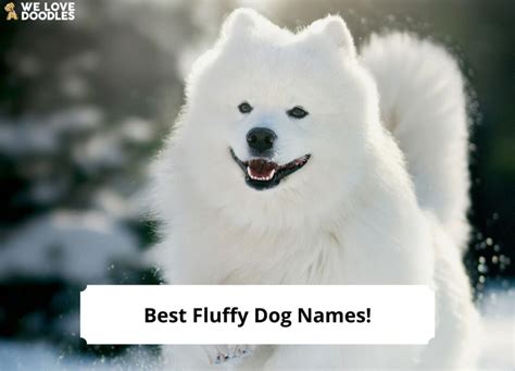 200 Best Fluffy Dog Names!