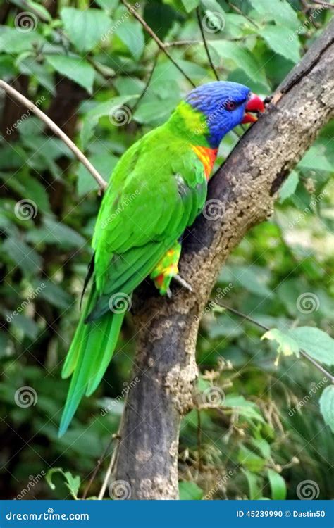 Parrot, Friendly Animals at the Prague Zoo. Editorial Image - Image of hyacinth, endangered ...