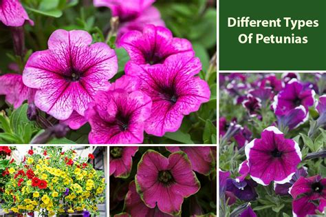 Petunia Plant Varieties | Different Types, Species & Cultivars - EmbraceGardening