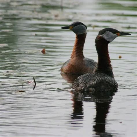 Red-necked grebe - Facts, Diet, Habitat & Pictures on Animalia.bio