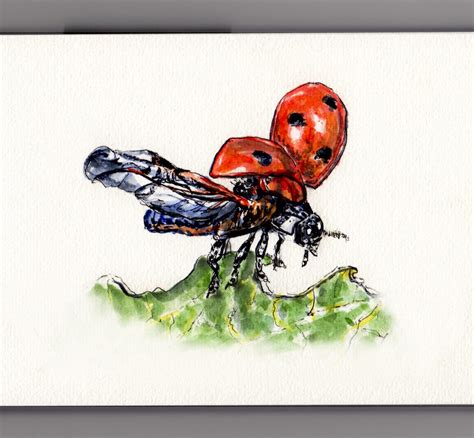 Ladybug Wings And Wishes - Doodlewash®