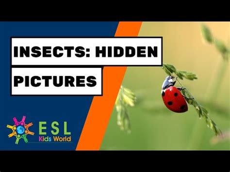 Insects Themed Action Songs & Rhymes - NBpreKactivities