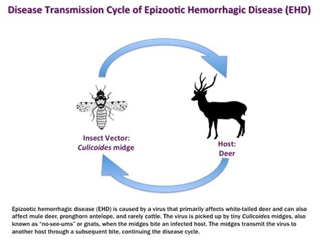 Hemorrhagic Disease of Deer | Cornell Wildlife Health Lab