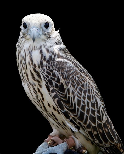 Falcon Bird Of Prey Free Stock Photo - Public Domain Pictures