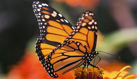 Monarch butterfly