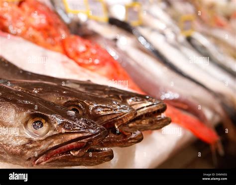 Marine Edible Fish Stock Photos & Marine Edible Fish Stock Images - Alamy