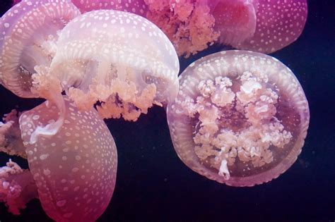 Jellyfish Pink Meeresbewohner · Free photo on Pixabay