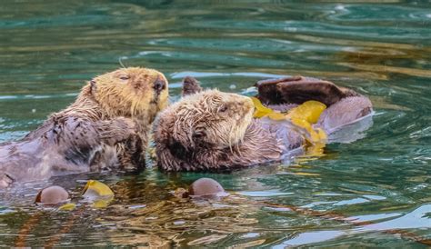 Cannundrums: Northern Sea Otter - Kenai Peninsula, Alaska