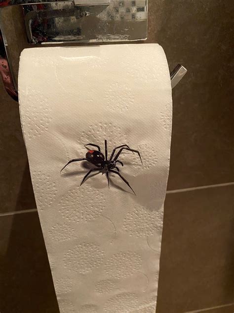 Spider Roll Scary Toilet Roll Prank You Might Crap Hong Kong | ubicaciondepersonas.cdmx.gob.mx