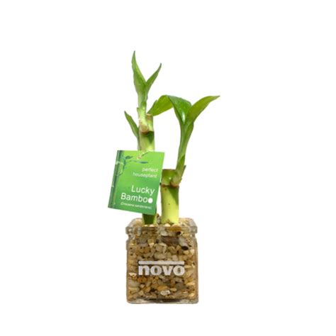 Lucky Bamboo Arrangements – Eve's Garden Promotional Products