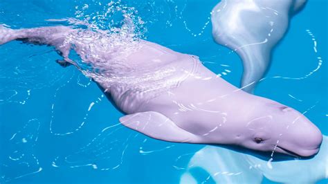 Baby Beluga Whale Born at the Shedd Aquarium – NBC Chicago