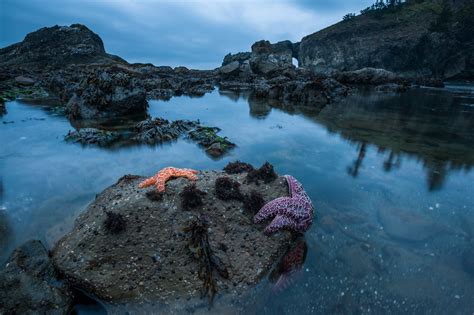 Purple Sea Stars | Sean Crane Photography