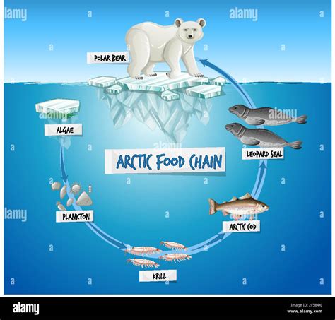 Arctic Food Chain Diagram