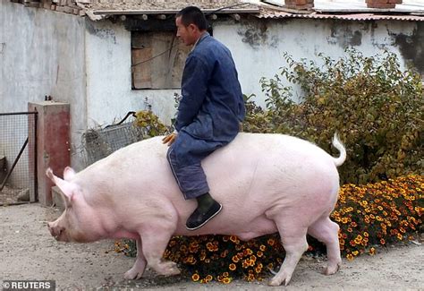 Really pigging out! China is breeding GIANT pigs as big as polar bears to cope with a pork ...