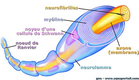 Neurofibrils