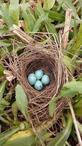 NestWatch | Wood thrush nest - NestWatch