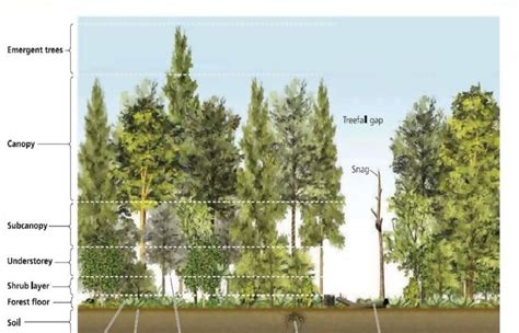 The Forest Canopy: Structure, Roles & Measurement - CID Bio-Science