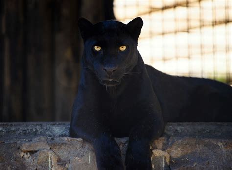 Black Panther Cat: A Comprehensive Breed Guide | Cattitude