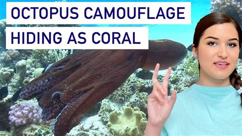 Unbelievable Octopus camouflage itself in Coral reef - YouTube