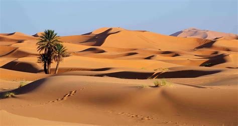 40 Sahara Desert Facts About The Great Desert of Africa | Facts.net