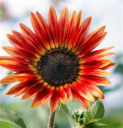 How to Plant and Grow Annual Sunflower