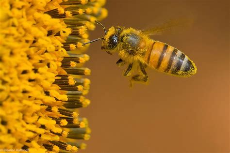 Eleanor-Hattingh-honey-bee-covered-in-pollen-while-polinating-a-Sunflower-Free-State-South ...