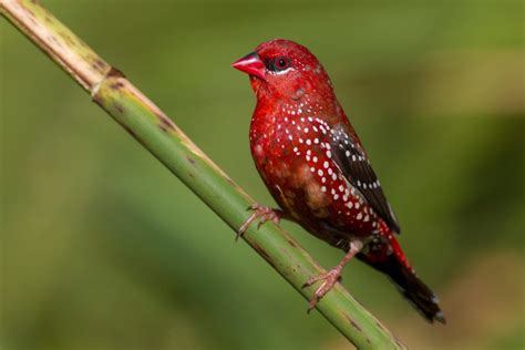 The red strawberry finch is the sweetest songbird - Australian Geographic