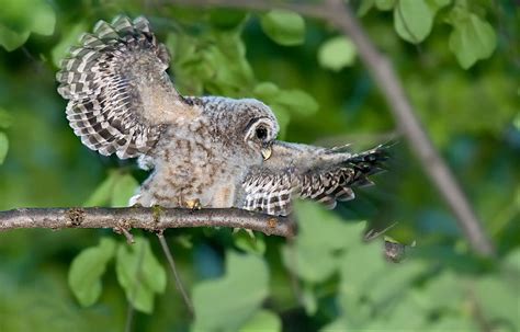 The Perplexing Case Of Barred Owl vs Spotted Owl | Jefferson Public Radio