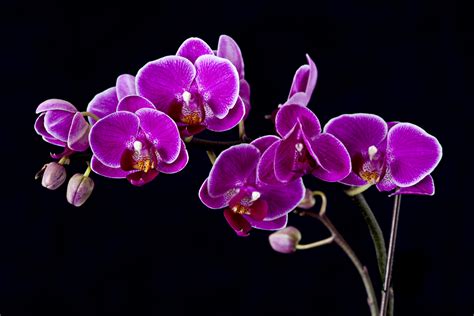 Purple Orchids wallpaper | 1440x960 | #31501