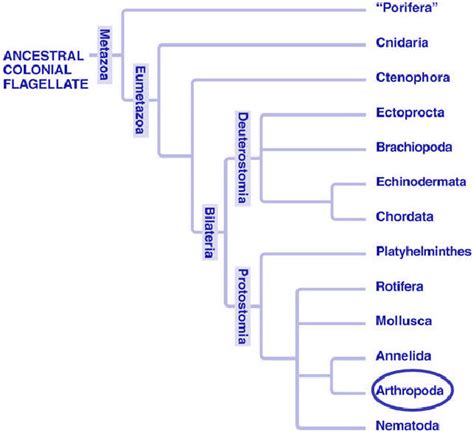 Evolution Of Spiders