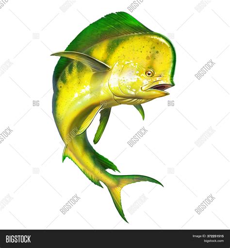 Mahi Mahi Dolphin Fish Image & Photo (Free Trial) | Bigstock