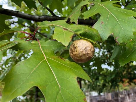 oak-gall - Tree Top Nursery & Landscape Inc.