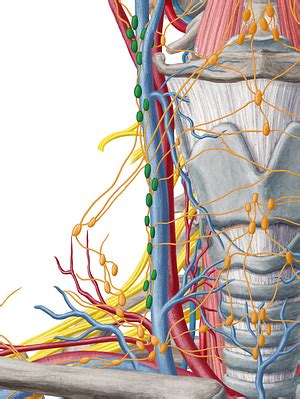 Anterior and lateral internal jugular lymph nodes (#6933) – Kenhub Image License Store